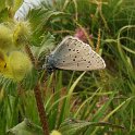 061 Polyommatus Icarus.JPG